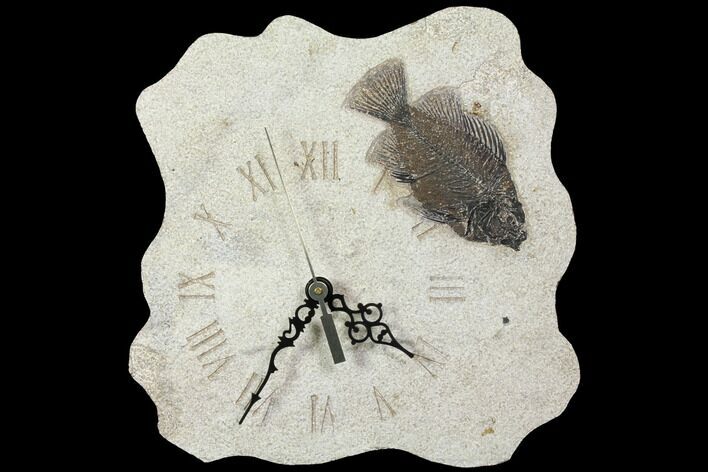 Tall Clock With Cockerellites Fish Fossil - Wyoming #114323